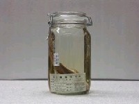藏品(吳郭魚)的圖片